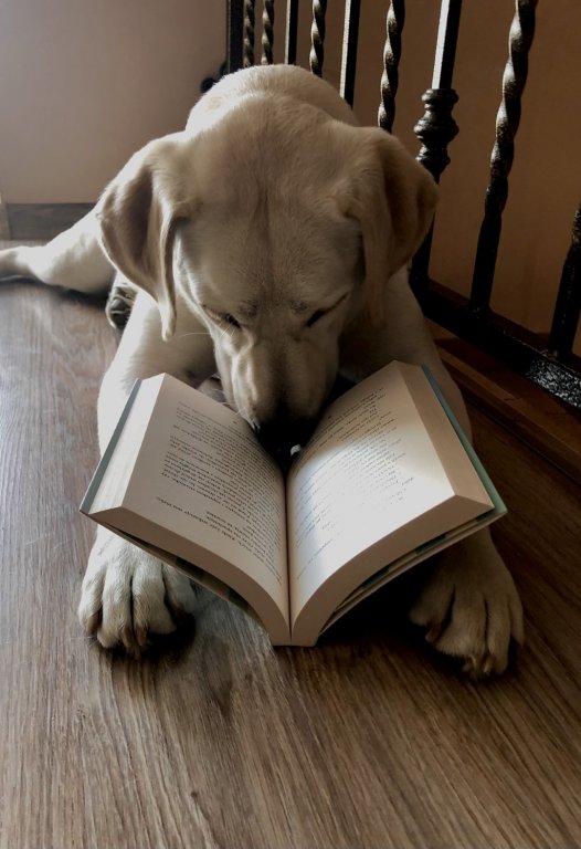 Wyróżnienie Psi relaks